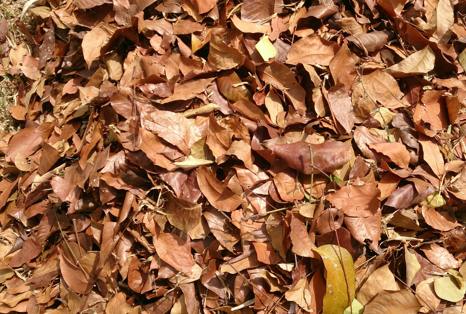 Premium Leaf Litter